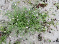 2017-09-06 12-34-58 - IMG 4055  Østersø strandsennep